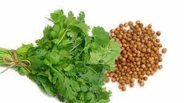 تصویر 3 از تخم گشنیز محلی حاصل کشت منطقه‌ ای